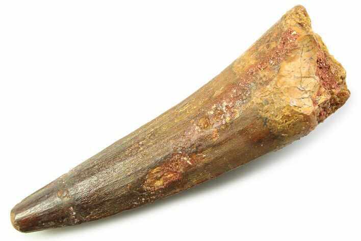 Fossil Spinosaurus Tooth - Real Dinosaur Tooth #357719